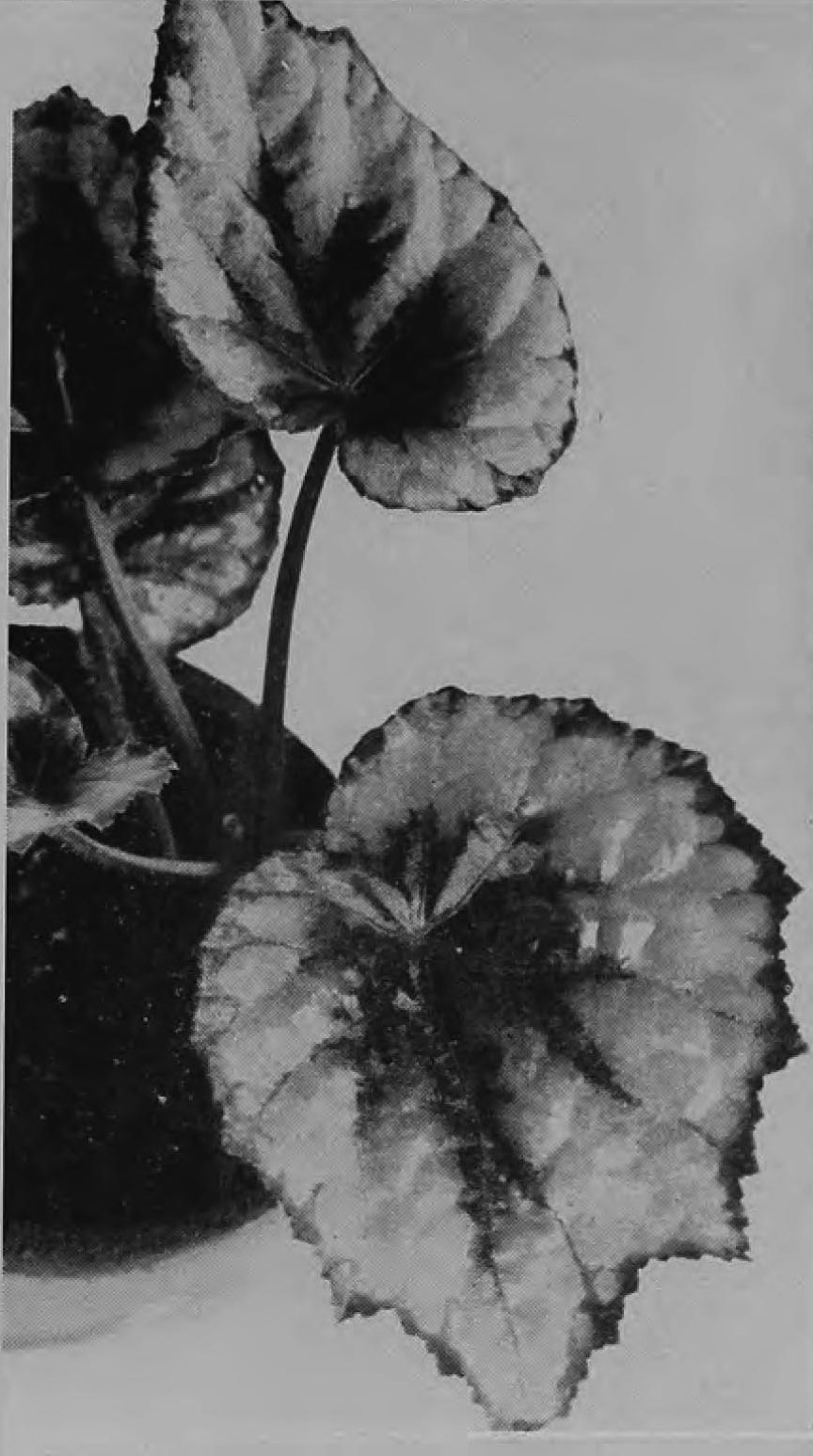 B. ‘Maiden's Blush’